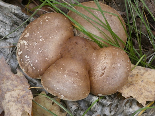 Beržinis pintenis nuotrauka