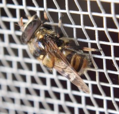 Copestylum tamaulipanum