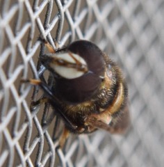 Copestylum tamaulipanum