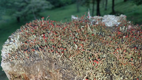 Cladonia macilenta var. macilenta image