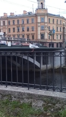 Chroicocephalus ridibundus