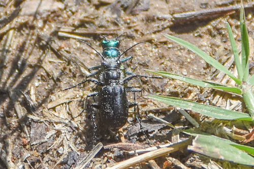 Festive Tiger Beetle photo 6