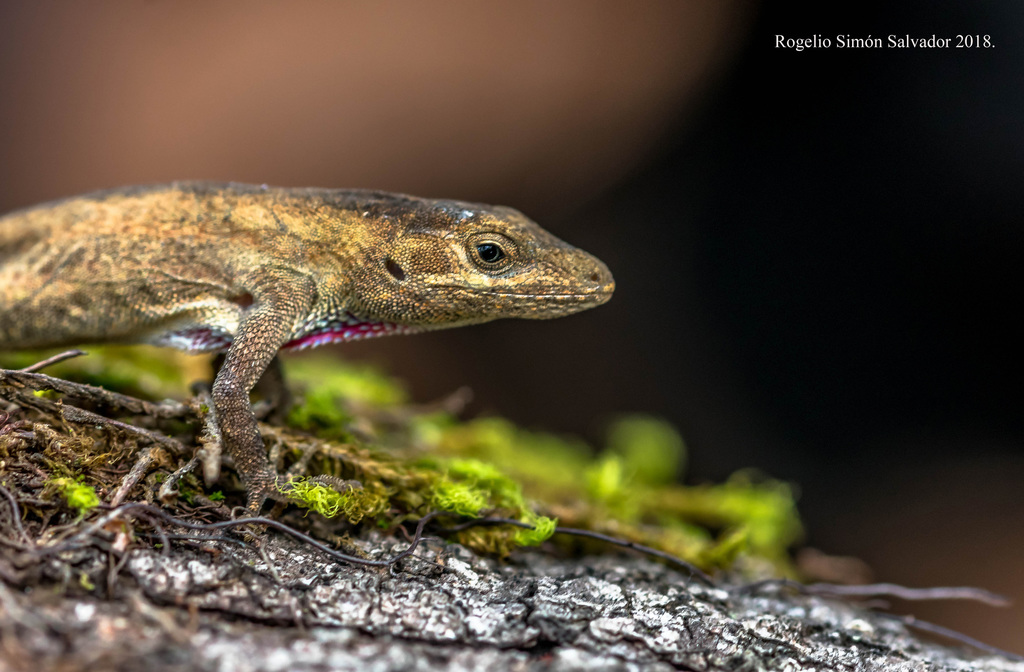 Mount Sacamecates Anole