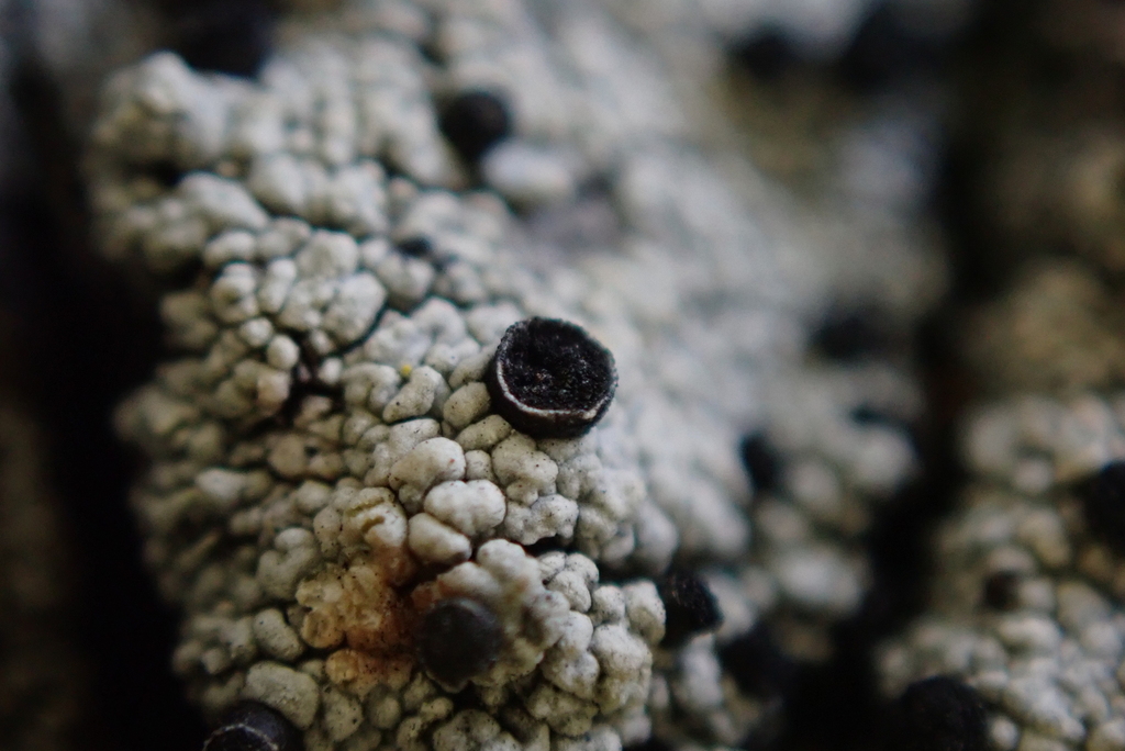 Cupped Soot Lichen
