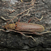 Lemon Tree Borer - Photo (c) Phil Bendle, some rights reserved (CC BY-NC), uploaded by Phil Bendle