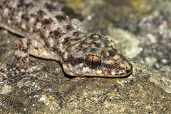 Phyllodactylus muralis