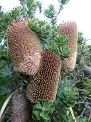 Banksia praemorsa