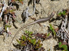 Ctenotus labillardieri