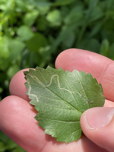 Mallow Leaf Miner photo 4