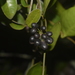 Smilax rufescens - Photo (c) Flávio Mendes, some rights reserved (CC BY-NC), uploaded by Flávio Mendes