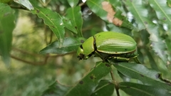 Chrysina costata