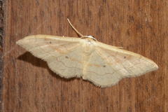 Idaea rubraria