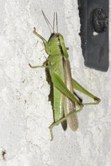 Mecostethus parapleurus