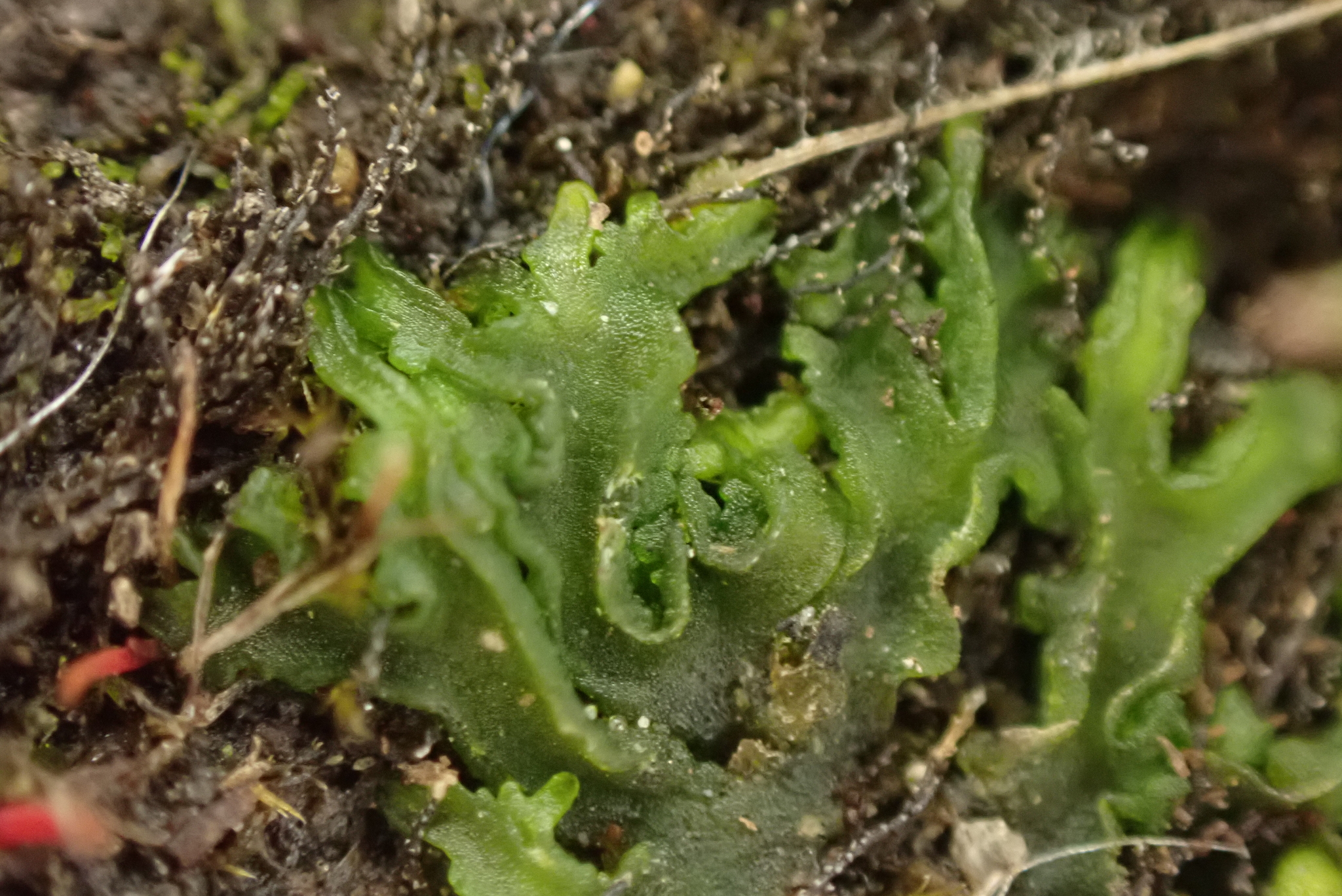 Phymatoceros phymatodes