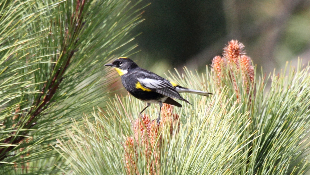 Goldman's Warbler