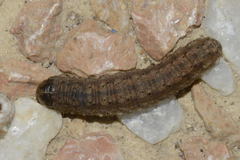 Agrotis trux