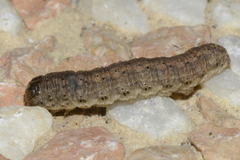 Agrotis trux