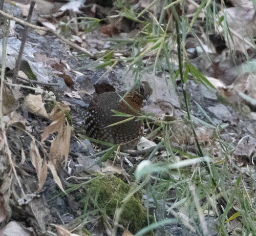 Hill Partridge (Arborophila torqueola), photo 6