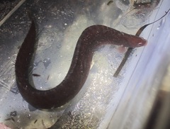 Apodichthys flavidus