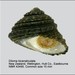 Diloma bicanaliculatum - Photo (c) WoRMS Editorial Board, algunos derechos reservados (CC BY-NC-SA)