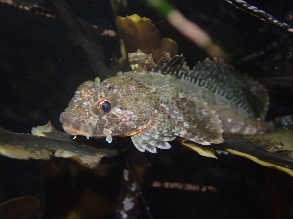 Brown Irish lord (Hemilepidotus spinosus) — Cottidae