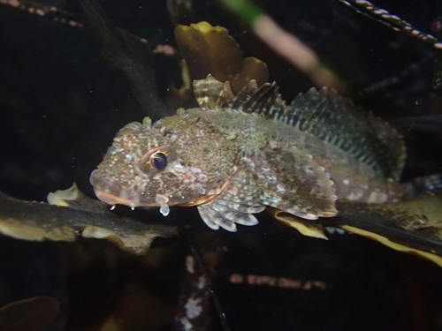 Brown Irish lord (Hemilepidotus spinosus) — Cottidae