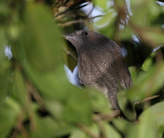 Zebrilus undulatus
