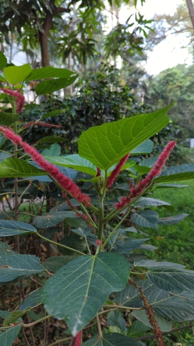 Image of Acalypha hispida by no rights reserved