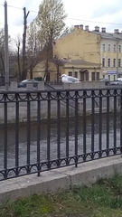 Chroicocephalus ridibundus