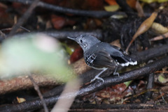 Hypocnemoides maculicauda