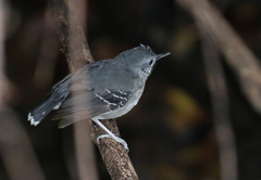 Hypocnemoides maculicauda