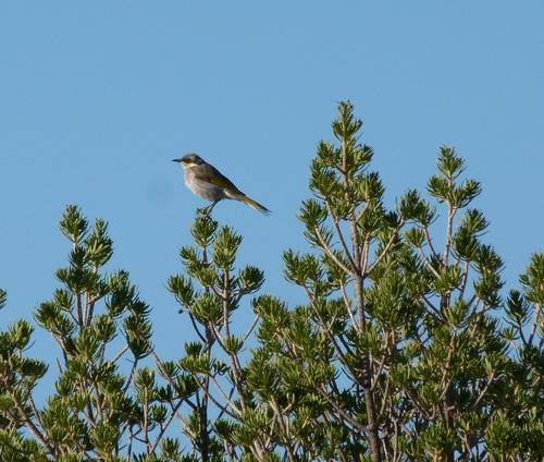 Gavicalis virescens