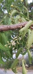 Azadirachta indica image