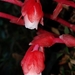 Pipa de Indio Roja - Photo (c) Alan Rockefeller, algunos derechos reservados (CC BY), subido por Alan Rockefeller