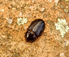 Ancognatha scarabaeoides