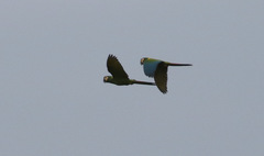 Primolius auricollis