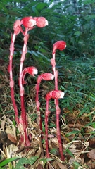 Monotropa coccinea