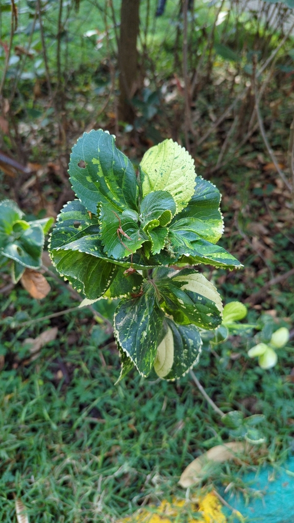 Acalypha wilkesiana, Defence Colony, Indiranagar, Bengaluru, Karnataka 560038, India