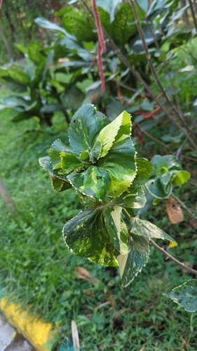Acalypha wilkesiana