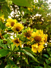 Smallanthus pyramidalis