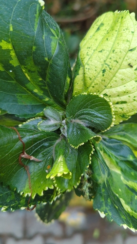 Acalypha wilkesiana