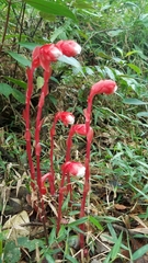 Monotropa coccinea