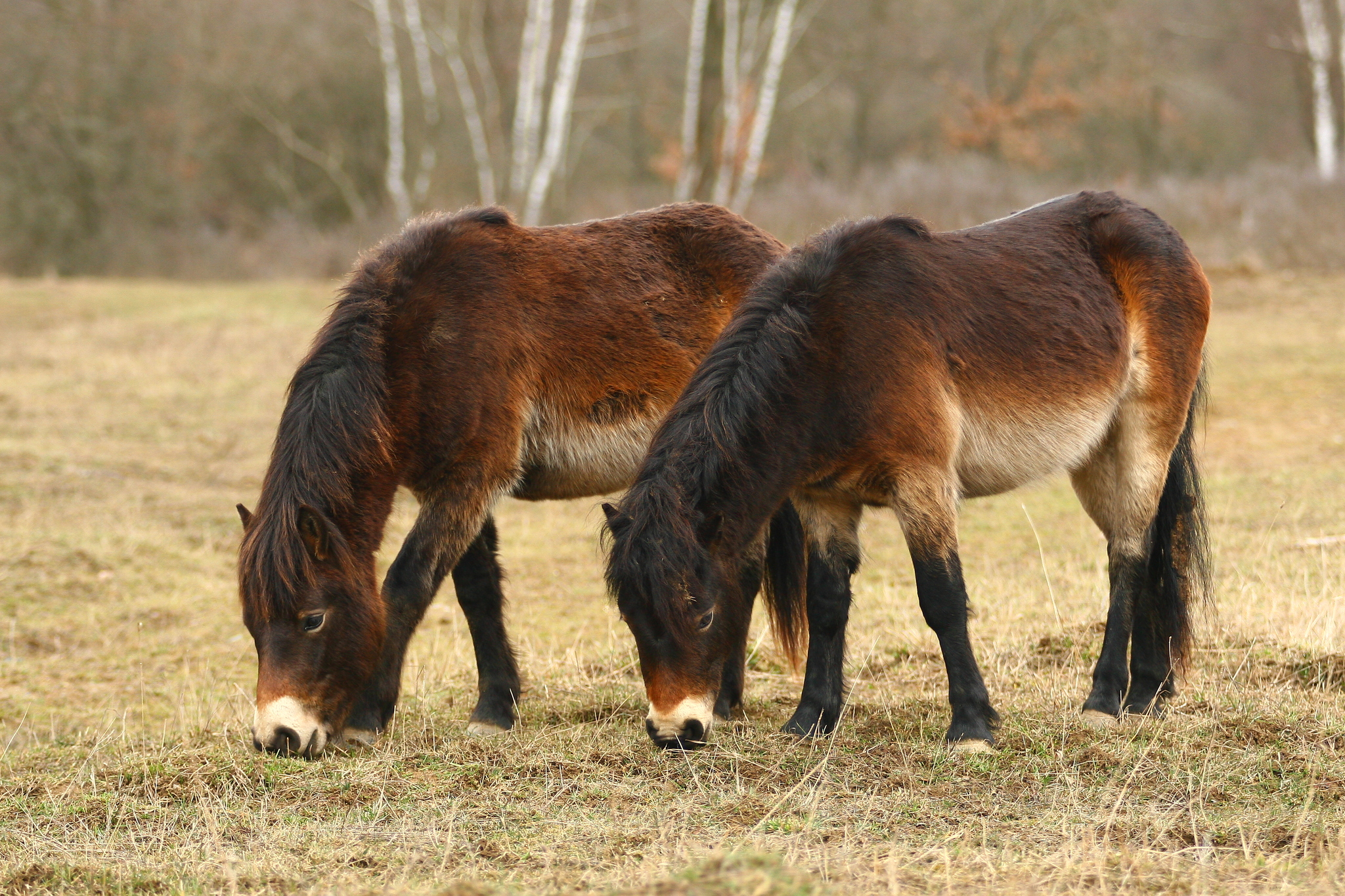 Scheletro di cavallo (Equus ferus caballus), femmina, preparato