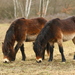 Domestic Horse - Photo (c) Adam Hauner, some rights reserved (CC BY-SA)