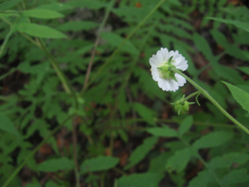 Polymnia johnbeckii, photograph 1