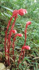 Monotropa coccinea