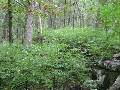 John Beck's Leafcup (Polymnia johnbeckii)