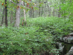 Polymnia johnbeckii