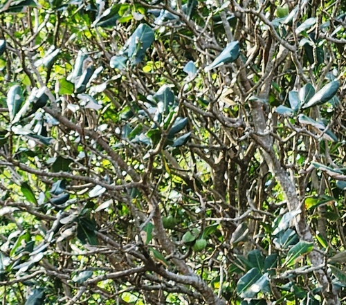 Palaquium formosanum