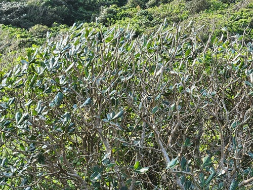 Palaquium formosanum